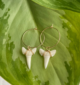 Wrapped White Shark Tooth Hoops