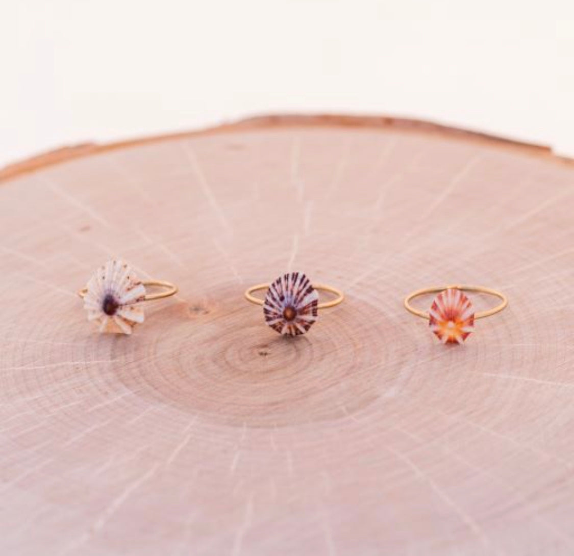 Starburst Limpet Ring – The Moonlit Shell